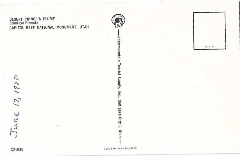 Desert Prince's Plume Capitol Reef National Monument Utah