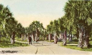 GA- Savannah- Palmetto Grove, Tybee Island