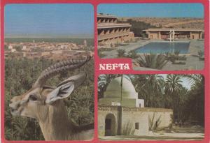 BF17873 nefta et le sahara palace  tunisia front/back image