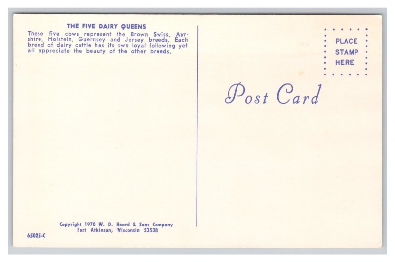 The Five Dairy Queens Foster Mothers Of The Human Race Postcard Cows