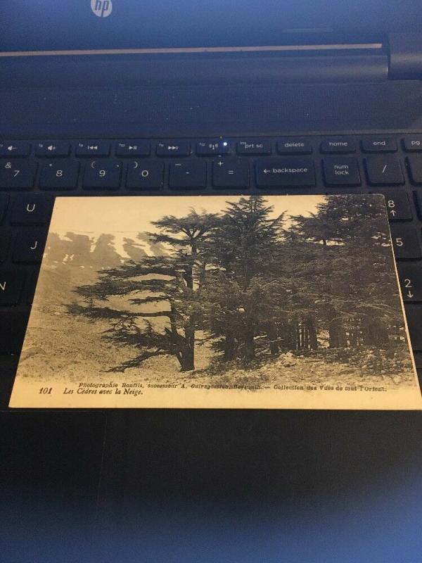 Vintage Postcard: France, Snow falling on the Cedars