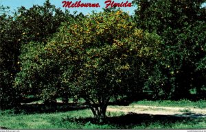 Florida Melbourne Kumquat Tree