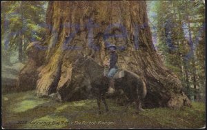 CALIFORNIA BIG TREES THE FOREST RANGER