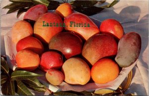 Florida Lantana Colorful Mangoes 1962