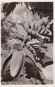 Bermuda Native Banana Tree Photo