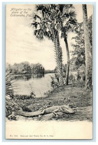 c1905 Alligator on the Shore of the Ocklawaha Florida FL Unposted Postcard