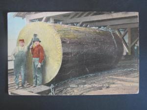 LOGGING LUMBER MILL from OREGON FOREST c1910 Postcard