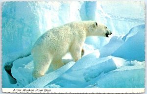 M-80936 Arctic Alaskan Polar Bear Alaska