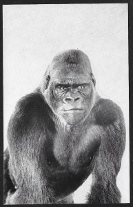 Gorilla Natural History Museum Chicago Illinois Unused c1950