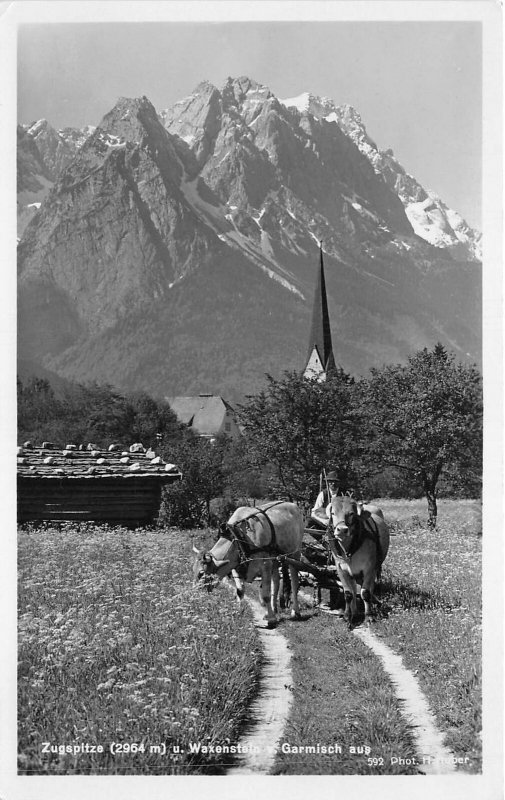 Lot182 zugspitze waxenstein garmisch aus real photo germany cow  types