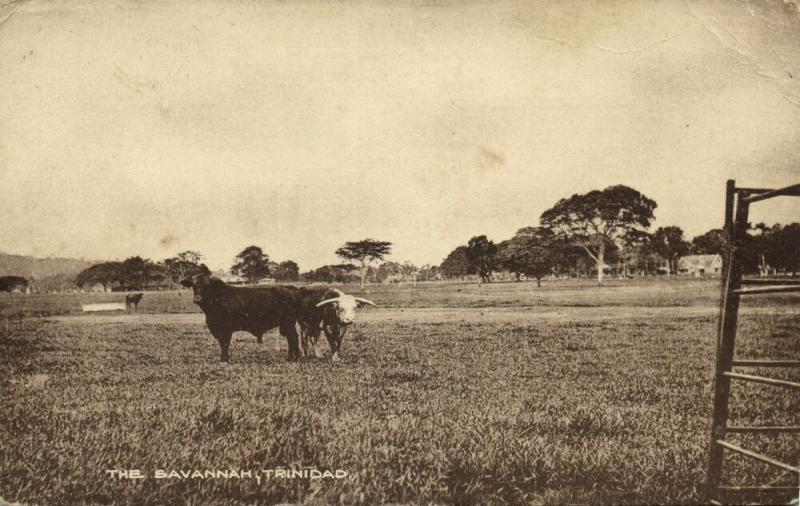 trinidad, B.W.I., The Savannah, Cows (1920s) Postcard