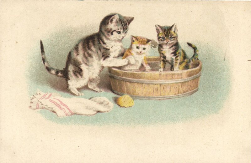 PC CATS, ANTHROPOMORPHIC CATS WASHING EACH OTHER, Vintage Postcard (b46989)