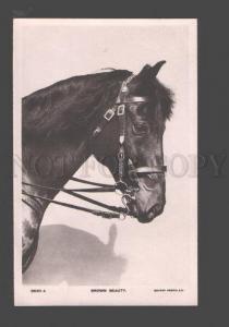 3094994 Head of Brown HORSE in Bridle Vintage PHOTO ROTARY 9690