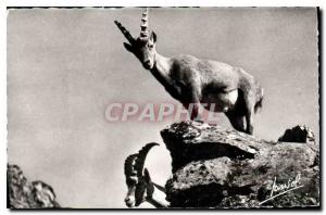 Postcard Ancient Animals Mountain Ibex