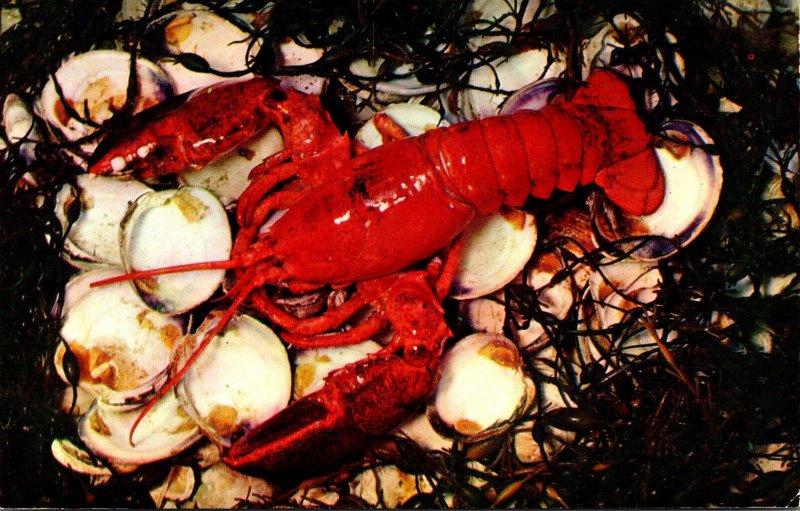 Massachusetts Cape Cod Lobster Ready For Eating