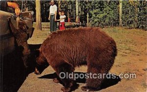 American Black Bear Yellowstone National Park Bear Unused 