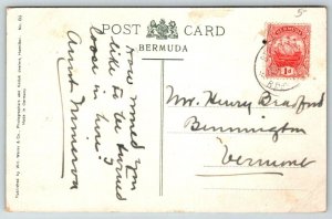 Bermuda   Lily Field  Postcard