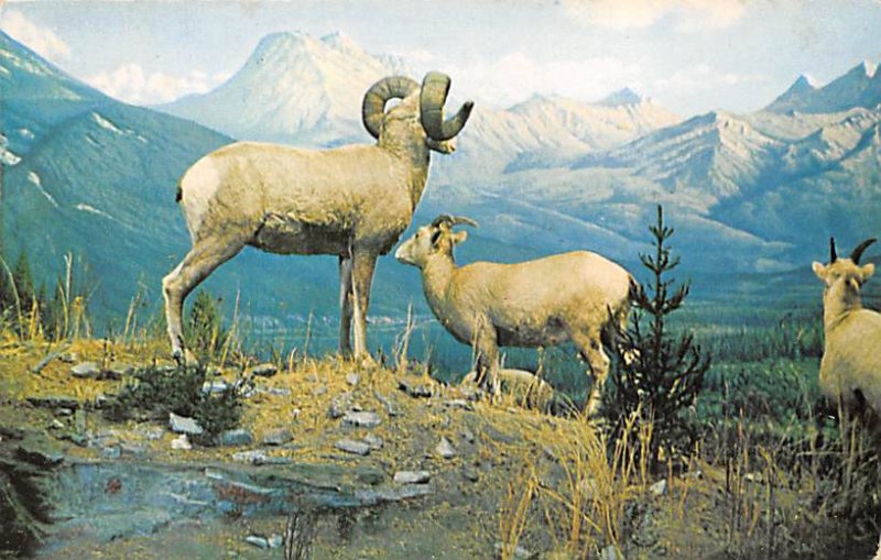 Big Horn Sheep Rocky Mountains, USA Sheep 1956 