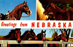 Greetings From Nebraska Split View With Horses