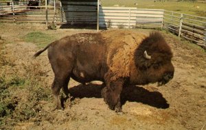 OK - Route 66, Afton. Buffalo Ranch