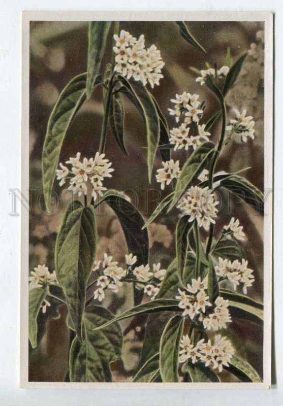 427980 Flower Vincetoxicum officinale Sammelwerk Tobacco Card w/ ADVERTISING