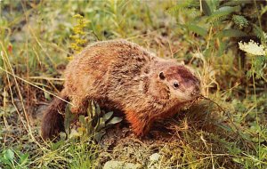 Burly Woodchuck, Ground Hog Day Squirrel / Chipmunks / Woodchucks Unused 