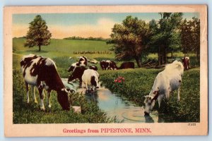Pipestone Minnesota MN Postcard Greetings Animals Drinking Farm Scenic View 1948