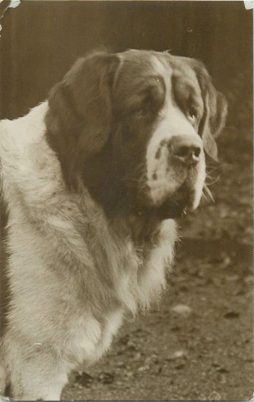 Saint Bernard dog photo postcard