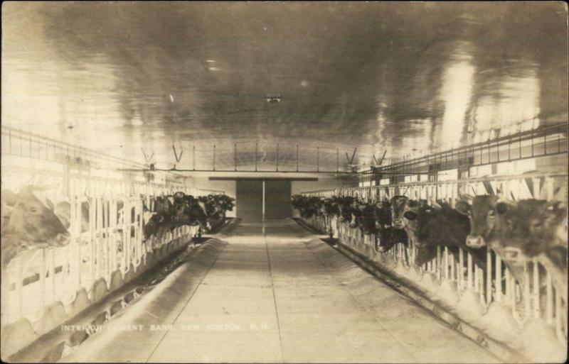New Boston NH Cement Barn Cattle in Pens c1910 Real Photo Postcard