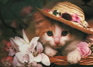 Valentine's Day Cat in Hat