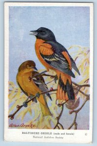 Allan Brooks Signed Artist Postcard Baltimore Oriole Male Female Birds c1910's