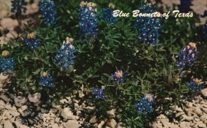 Vintage Postcard Blue Bonnets Texas State Flower Lupinus Texensis Blooms Floral