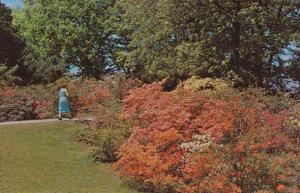 Highland Park NY, Rochester, New York - Azaleas and Rhododendrons