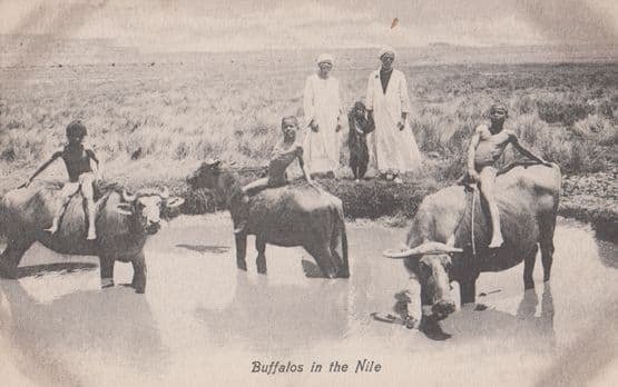 Buffalos In The Nile Egyptian Antique  Postcard