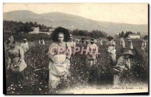 Old Postcard Picking jasmine