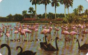 Florida Miami Hialeah Race Course Flamingos & Swans On The Infield Lake