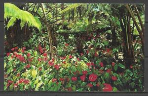 Hawaii - Red Anthuriums - [HI-003]