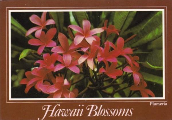 Hawaii Blossoms Plumeria Flowers