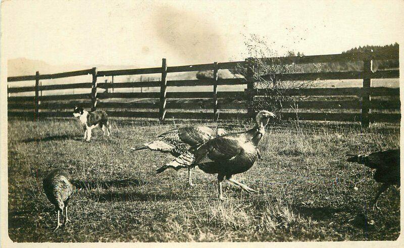 Agriculture Dog C-1910 Turkey Pen Farm RPPC Photo Postcard 3762