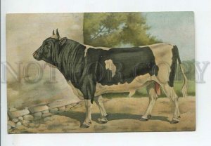 443575 RUSSIAN BUNGART thoroughbred cow Vintage BAGGOVUT postcard