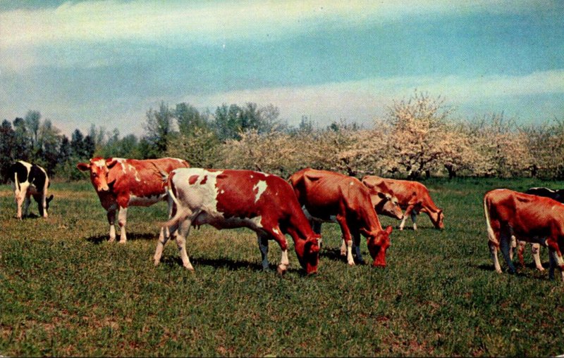 Cows Pleasant Pastures