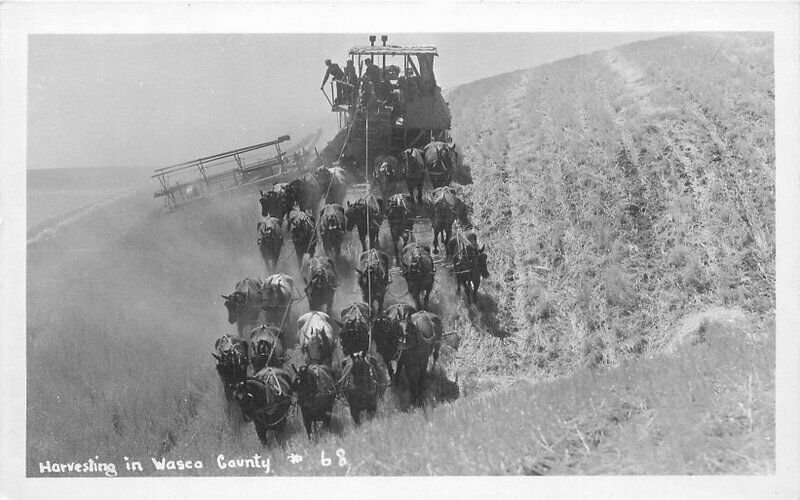 Washington Harvesting Wasco County #68 1950s Postcard 22-290