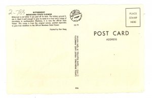 MT - Montana State Flower (Bitterroot)    Artist: Ken Haag