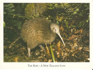 Animals. The Kiwi Modern New Zealand artistic  photo  PC. Size 15 x 10 cms.