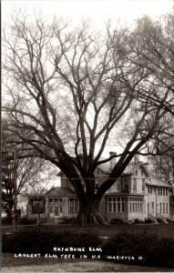 Real Photo Postcard Rathbone Elm Tree in Marietta, Ohio Campus Martius Museum