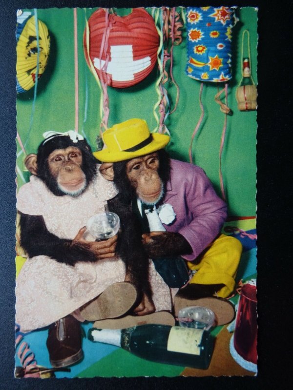 Chimpanzee PARTY / CHAMPAIN Themed - CHIMP Dressed as Human c1960's RP Postcard