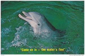 Dolphin, Come On In - The Water's Fine, Florida, 1982