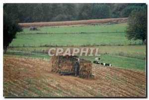 Photo Peasant in his father Cows