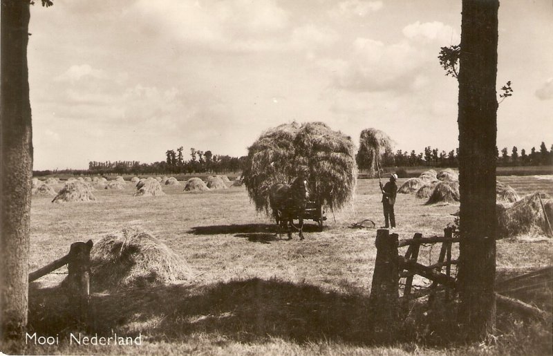 Horsse Cart. Farming. Mooi Nederland  Old vintage Dutch postcard