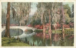 Charleston South Carolina Natures Mirror Detroit Publishing Postcard 20-1747